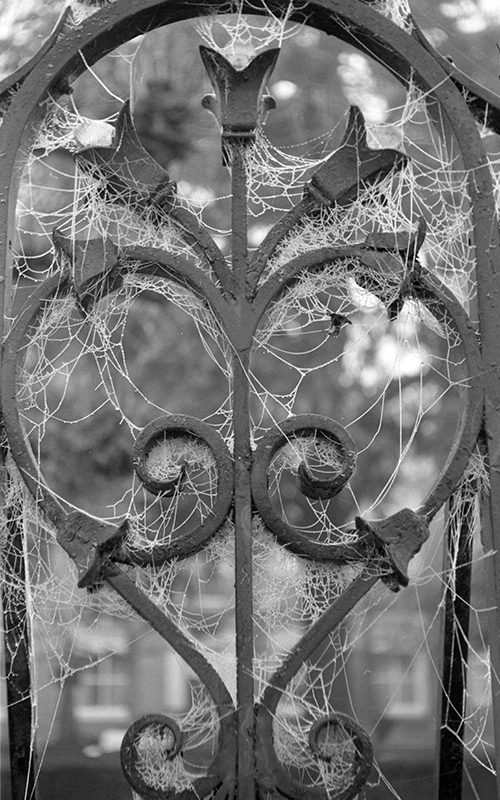 spiderwebs03.jpg
