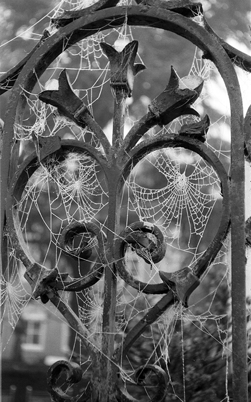 spiderwebs04.jpg