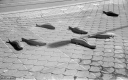 Filename=AF210616.jpg
Filesize=306KiB
Dimensions=800x500
Date added=Jun 15, 2021 AF210616.jpg