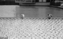 Filename=AF210626.jpg
Filesize=285KiB
Dimensions=800x500
Date added=Jun 15, 2021 AF210626.jpg