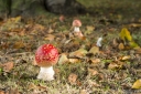 Filename=AU211001.jpg
Filesize=467KiB
Dimensions=800x532
Date added=Oct 17, 2021 AU211001.jpg