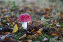 Filename=AU211012.jpg
Filesize=382KiB
Dimensions=800x532
Date added=Oct 23, 2021 AU211012.jpg