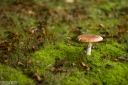 Filename=AU211014.jpg
Filesize=428KiB
Dimensions=800x532
Date added=Oct 23, 2021 AU211014.jpg