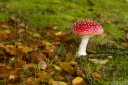 Filename=AU211015.jpg
Filesize=460KiB
Dimensions=800x532
Date added=Oct 23, 2021 AU211015.jpg