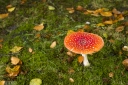 Filename=AU211018.jpg
Filesize=547KiB
Dimensions=800x532
Date added=Oct 23, 2021 AU211018.jpg