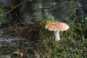 Filename=AU211019.jpg
Filesize=514KiB
Dimensions=800x532
Date added=Oct 23, 2021 AU211019.jpg