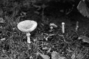 AU251006.jpg