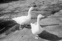 Filename=Ad240810.jpg
Filesize=640KiB
Dimensions=1024x681
Date added=Sep 08, 2024 Ad240810.jpg
