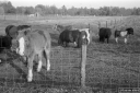 Filename=CT201115.jpg
Filesize=314KiB
Dimensions=800x532
Date added=Nov 08, 2020 CT201115.jpg