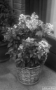 Filename=CT210222.jpg
Filesize=213KiB
Dimensions=500x800
Date added=Feb 28, 2021 CT210222.jpg