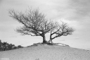 Filename=CT230113.jpg
Filesize=499KiB
Dimensions=1024x681
Date added=Jan 08, 2023 CT230113.jpg