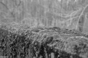 Filename=CT240310.jpg
Filesize=441KiB
Dimensions=1024x681
Date added=Mar 03, 2024 CT240310.jpg