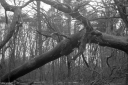 Filename=CT240313.jpg
Filesize=481KiB
Dimensions=1024x681
Date added=Mar 03, 2024 CT240313.jpg