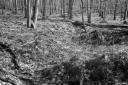 Filename=CT240317.jpg
Filesize=683KiB
Dimensions=1024x681
Date added=Mar 03, 2024 CT240317.jpg