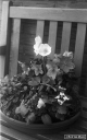 Filename=Contax1v7test02.jpg
Filesize=256KiB
Dimensions=500x800
Date added=Mar 03, 2019 Contax1v7test02.jpg