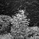 Filename=FS230804.jpg
Filesize=470KiB
Dimensions=800x800
Date added=Aug 19, 2023 FS230804.jpg