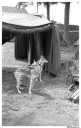 Filename=G1305051.jpg
Filesize=101KiB
Dimensions=420x660
Date added=Mar 24, 2017 G1305051.jpg