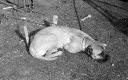 Filename=GM1504010.jpg
Filesize=335KiB
Dimensions=800x500
Date added=Mar 17, 2017 GM1504010.jpg