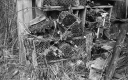 Filename=HT190107.jpg
Filesize=366KiB
Dimensions=800x506
Date added=Jan 27, 2019 HT190107.jpg