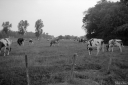 Filename=KBB2304.jpg
Filesize=401KiB
Dimensions=1024x681
Date added=Jul 23, 2023 KBB2304.jpg