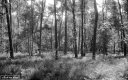 Filename=L1200613.jpg
Filesize=345KiB
Dimensions=800x500
Date added=Jun 07, 2020 L1200613.jpg