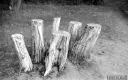 Filename=L1200625.jpg
Filesize=309KiB
Dimensions=800x500
Date added=Jun 07, 2020 L1200625.jpg
