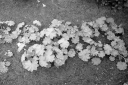 Filename=LG210519.jpg
Filesize=336KiB
Dimensions=800x532
Date added=May 30, 2021 LG210519.jpg