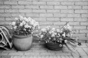 Filename=LG210623.jpg
Filesize=306KiB
Dimensions=800x532
Date added=Jun 12, 2021 LG210623.jpg