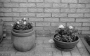 Filename=LI210701.jpg
Filesize=306KiB
Dimensions=800x500
Date added=Jul 06, 2021 LI210701.jpg