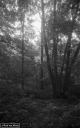 Filename=LR201014.jpg
Filesize=267KiB
Dimensions=500x800
Date added=Oct 11, 2020 LR201014.jpg