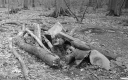 Filename=LT210305.jpg
Filesize=338KiB
Dimensions=800x500
Date added=Mar 28, 2021 LT210305.jpg