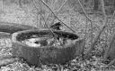 Filename=LT210308.jpg
Filesize=320KiB
Dimensions=800x500
Date added=Mar 28, 2021 LT210308.jpg
