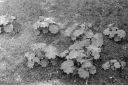 Filename=LT210506.jpg
Filesize=350KiB
Dimensions=800x532
Date added=May 17, 2021 LT210506.jpg
