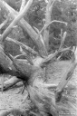 Filename=LT210521.jpg
Filesize=293KiB
Dimensions=532x800
Date added=May 17, 2021 LT210521.jpg