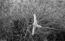 Filename=LT211105.jpg
Filesize=462KiB
Dimensions=1024x660
Date added=Nov 20, 2021 LT211105.jpg