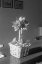 Filename=LT220106.jpg
Filesize=318KiB
Dimensions=681x1024
Date added=Feb 01, 2022 LT220106.jpg