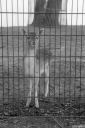 Filename=LT220218.jpg
Filesize=427KiB
Dimensions=680x1024
Date added=Feb 25, 2022 LT220218.jpg