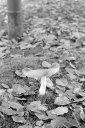 Filename=LT231104.jpg
Filesize=393KiB
Dimensions=681x1024
Date added=Dec 03, 2023 LT231104.jpg