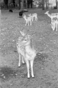 Filename=LT231107.jpg
Filesize=440KiB
Dimensions=681x1024
Date added=Dec 03, 2023 LT231107.jpg