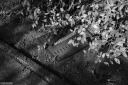 Filename=LT250420.jpg
Filesize=556KiB
Dimensions=1024x681
Date added=May 06, 2025 LT250420.jpg