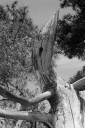 LT250431.jpg