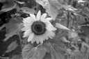 Filename=M3240801.jpg
Filesize=380KiB
Dimensions=1024x681
Date added=Aug 14, 2024 M3240801.jpg