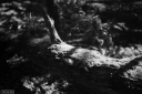 Filename=M3240804.jpg
Filesize=389KiB
Dimensions=1024x681
Date added=Aug 14, 2024 M3240804.jpg