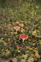 Filename=MR201016.jpg
Filesize=469KiB
Dimensions=532x800
Date added=Oct 17, 2020 MR201016.jpg