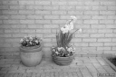 Filename=MT210501.jpg
Filesize=291KiB
Dimensions=800x532
Date added=May 03, 2021 MT210501.jpg