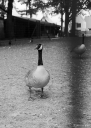 OP250604.jpg