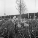 Filename=RO240407.jpg
Filesize=640KiB
Dimensions=1024x1024
Date added=Apr 01, 2024 RO240407.jpg