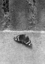 Filename=RS220531.jpg
Filesize=278KiB
Dimensions=480x680
Date added=May 28, 2022 RS220531.jpg