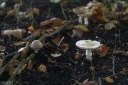 Filename=SH241003.jpg
Filesize=612KiB
Dimensions=1024x681
Date added=Oct 12, 2024 SH241003.jpg