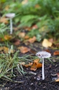 Filename=SH241004.jpg
Filesize=830KiB
Dimensions=681x1024
Date added=Oct 12, 2024 SH241004.jpg